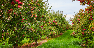 Orchard