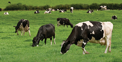 Livestock