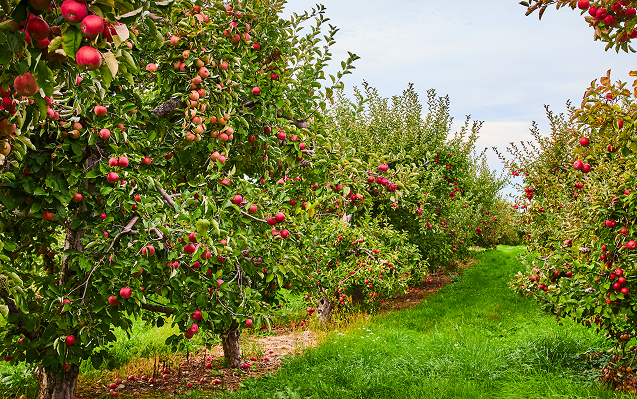 Orchard