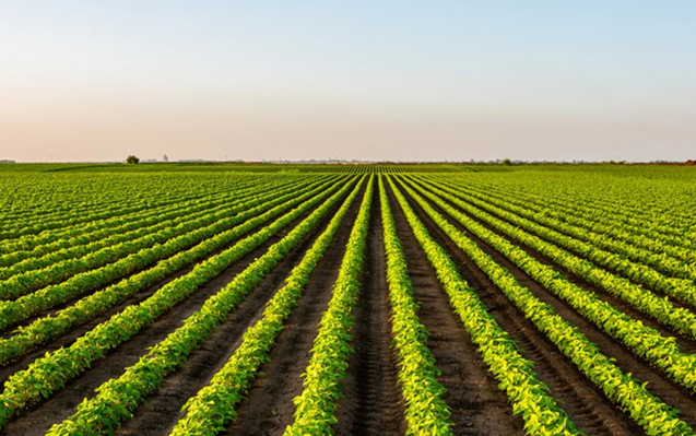 Crops