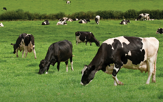 Livestock